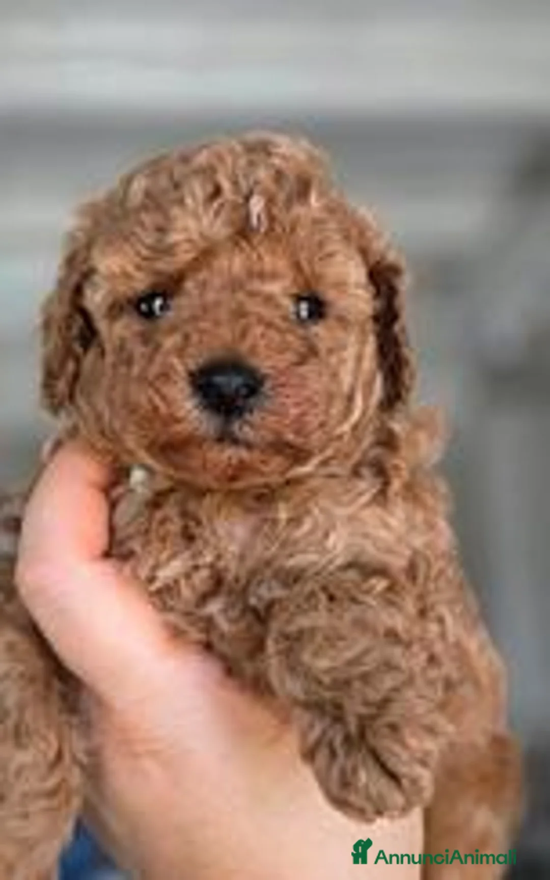 Barboncino Toy cani in vendita: Cucciole Barboncino toy - Annuncio 6