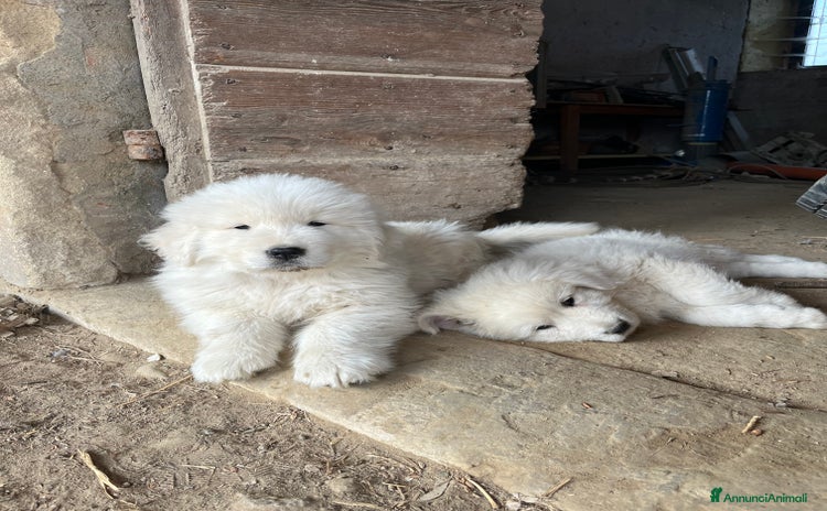 Pastore Maremmano cani Pastore maremmano - Annuncio 1