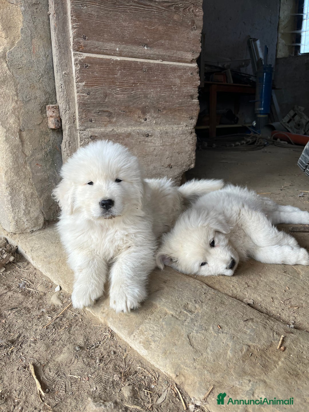 Pastore Maremmano cani in vendita: Pastore maremmano - Annuncio 1