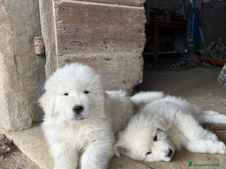 Pastore Maremmano cani Pastore maremmano - Annuncio 2