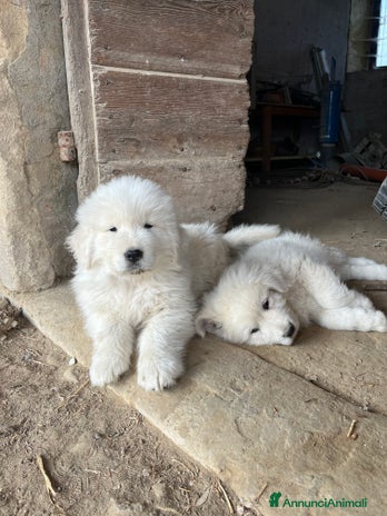 Pastore Maremmano cani - Annuncio 1