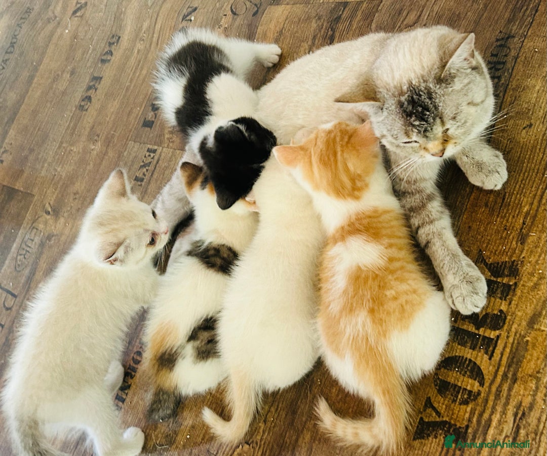 British gatti in vendita: 🐾 Cuccioli British Shorthair 🐾  a Provincia di Padova - Immagine 1