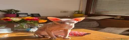 Sphynx gatti per accoppiamento: Gatto canadian Sphynx per accoppiamento  - Annuncio 4