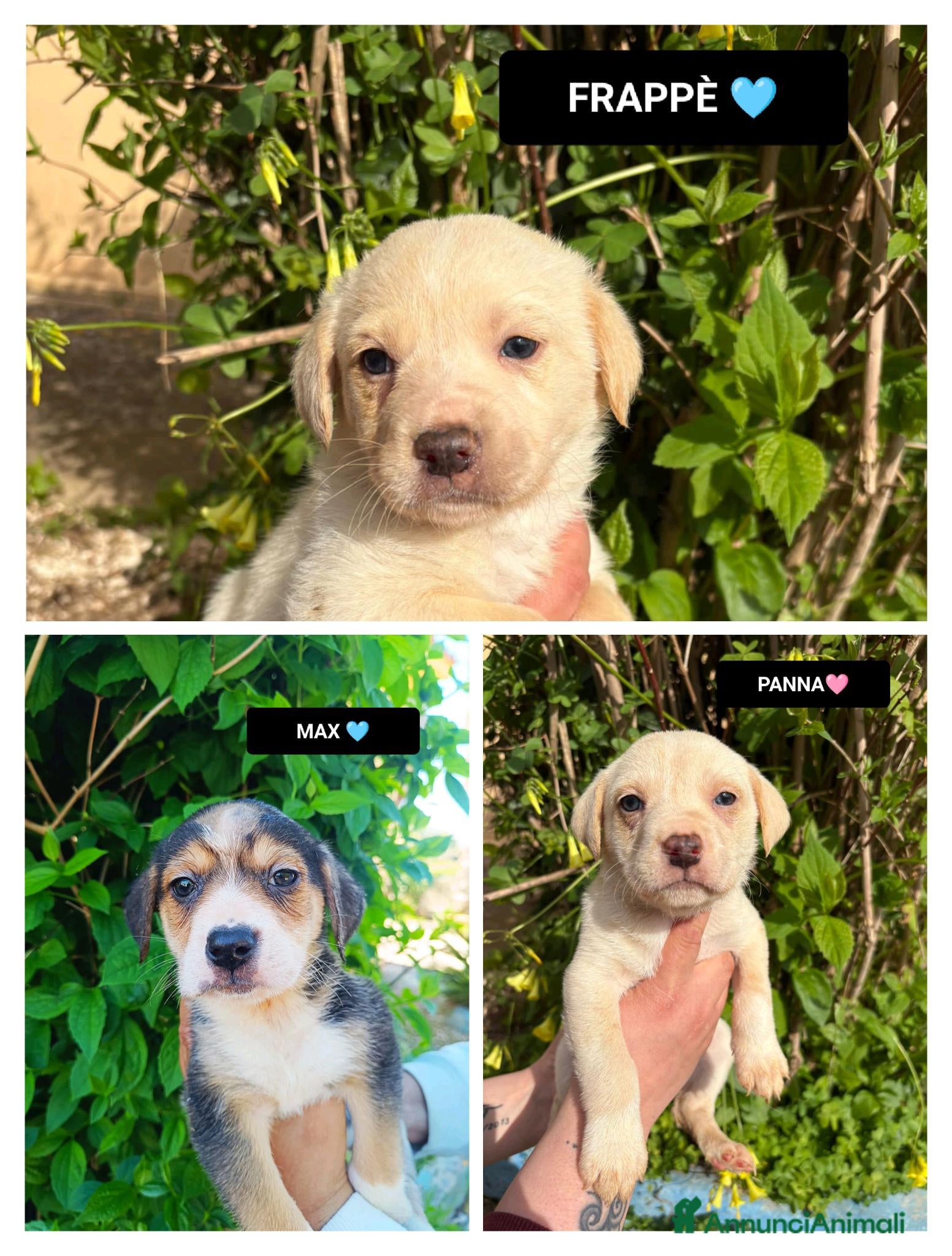 Meticcio cani PANNA FRAPPE' MAX - Annuncio 31