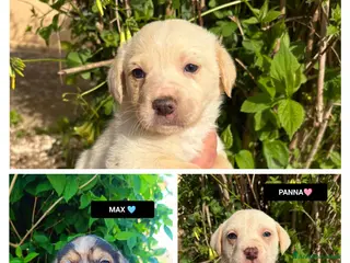 Meticcio cani PANNA FRAPPE' MAX - Annuncio 31