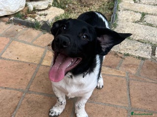 Meticcio cani CI ADOTTI? - Annuncio 1