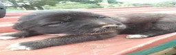 Pastore del Caucaso cani in vendita: Cuccioli pastore del Caucaso  - Annuncio 6