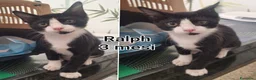 Meticcio gatti in regalo: TANTI MICINI SOLI  a Provincia di Vicenza - Annuncio 8