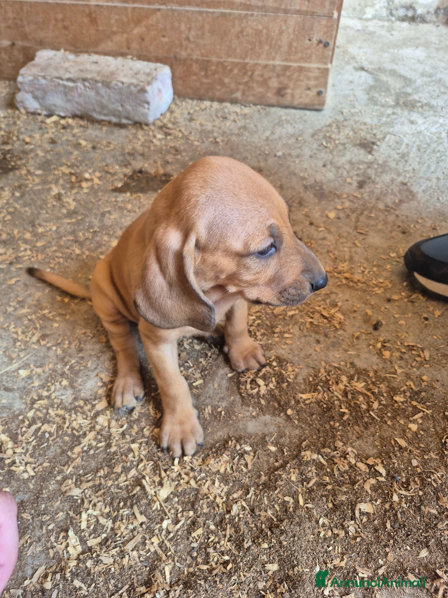 Segugio cani Cucciolata Segugi italiani - Annuncio 36