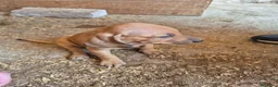 Segugio cani in vendita: Cucciolata Segugi italiani a Provincia di Asti - Annuncio 1
