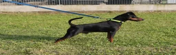 Pinscher Miniatura cani in vendita: Pinscher nano  - Annuncio 21