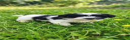Jack Russell cani in vendita: Jack Russell  - Annuncio 3