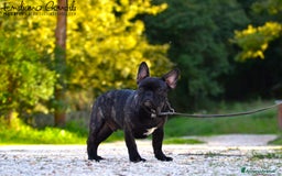 Bulldog Francese cani in vendita: Cucciolo maschio bouledogue francese  - Immagine 1