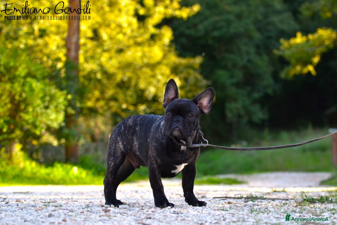 Bulldog Francese cani in vendita: Cucciolo maschio bouledogue francese  - Immagine 1