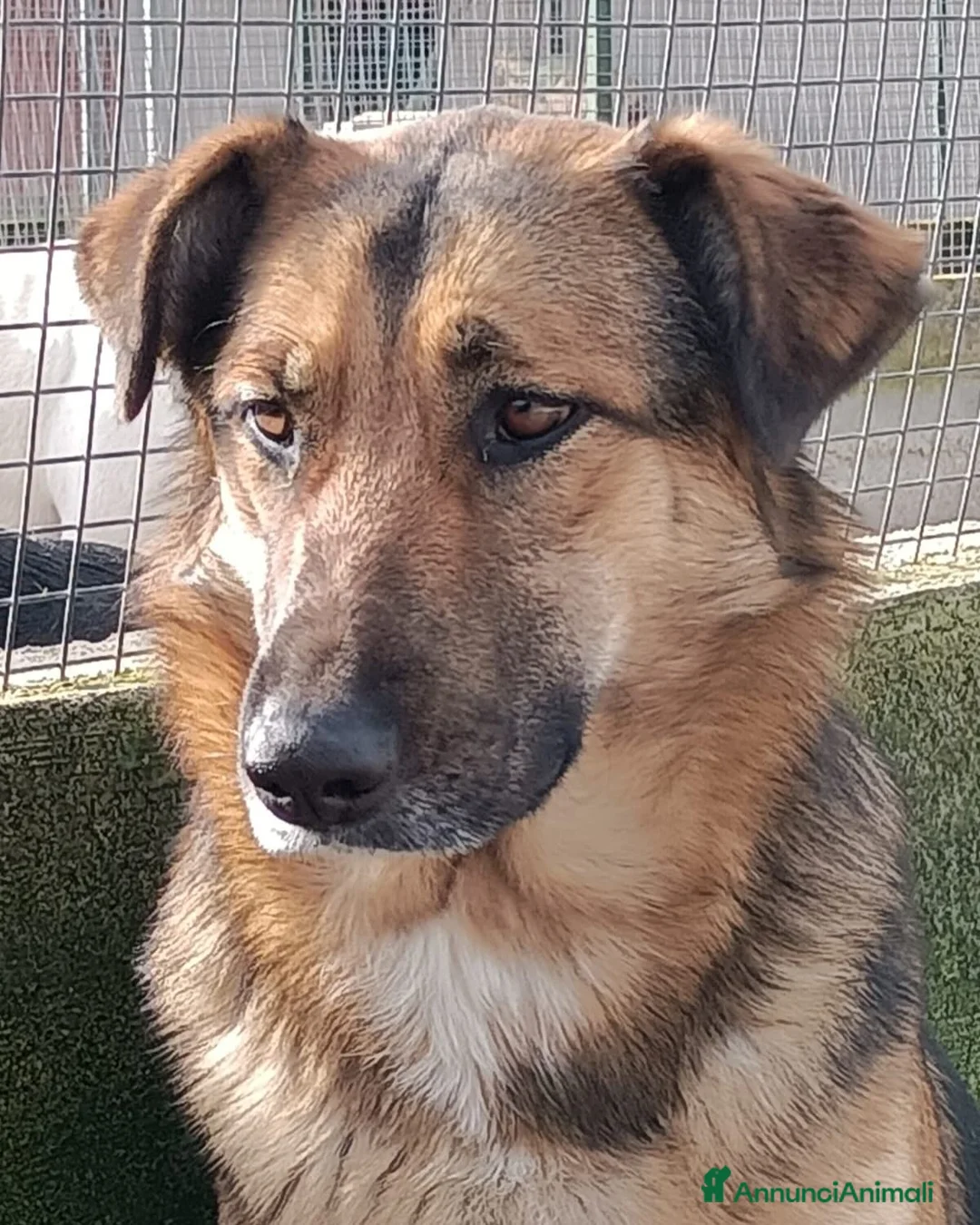 Meticcio cani in regalo: ELEKTRA lupetta 2 anni cerca adozione a Provincia di Latina - Annuncio 5