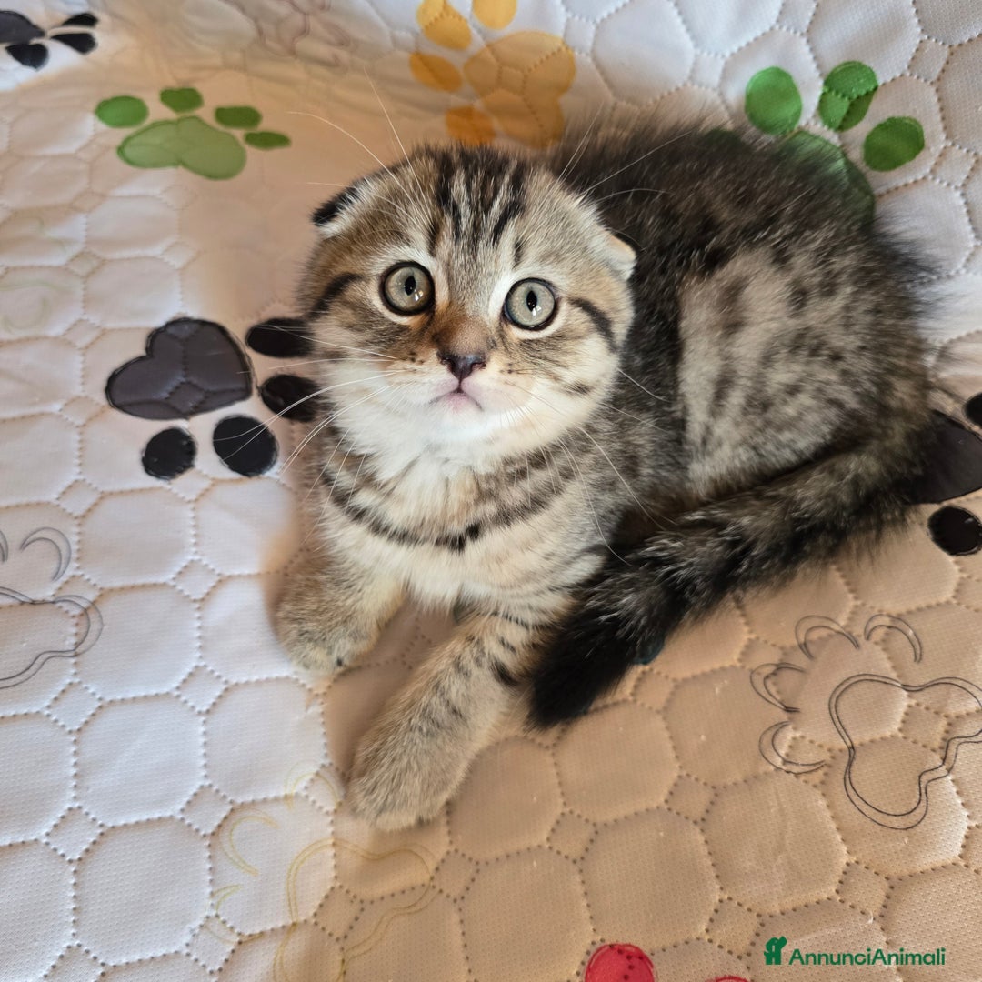 Scottish gatti in vendita: Cuccioli scottish fold e straight  a Provincia di Vicenza - Immagine 32