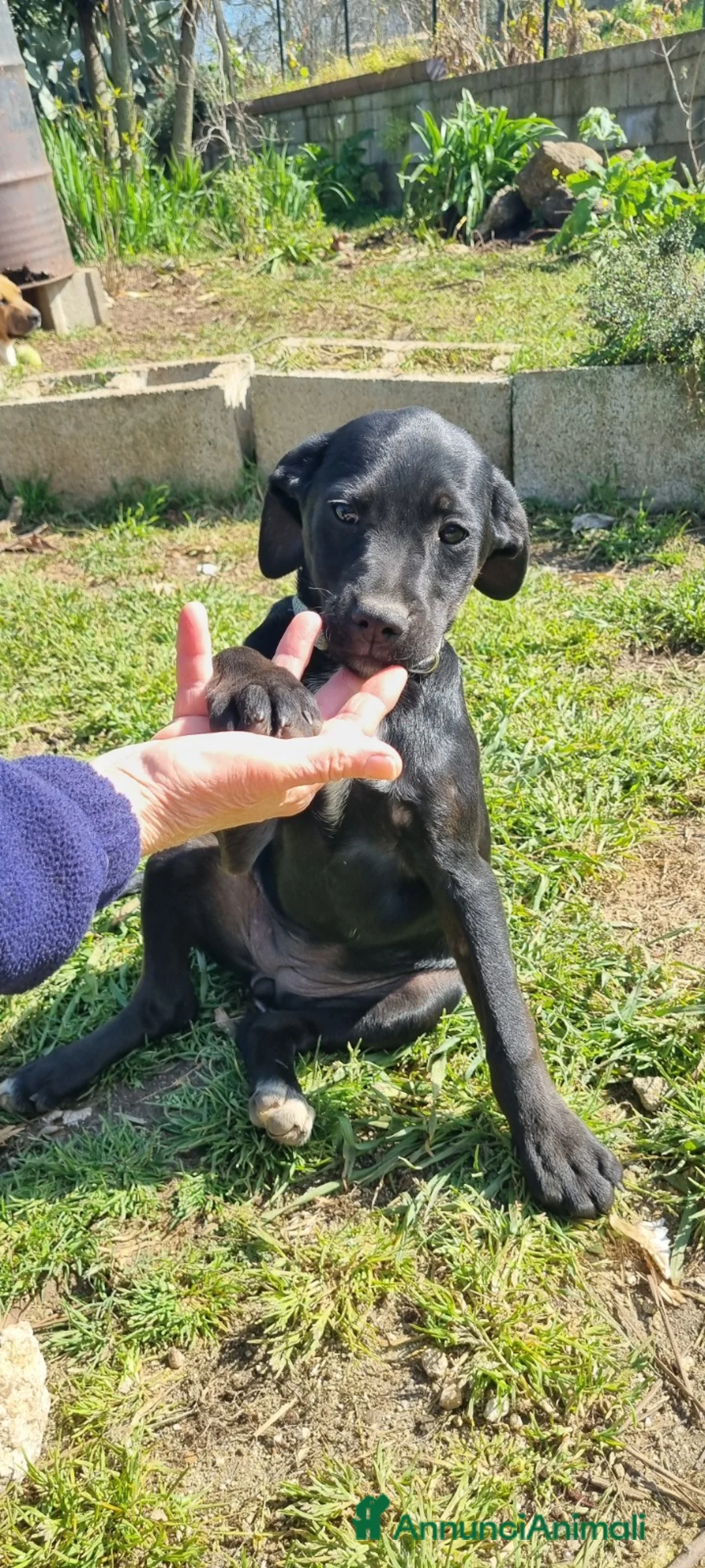 Meticcio cani in regalo: UNA MAMMA PER MORA a Provincia di Varese - Annuncio 1