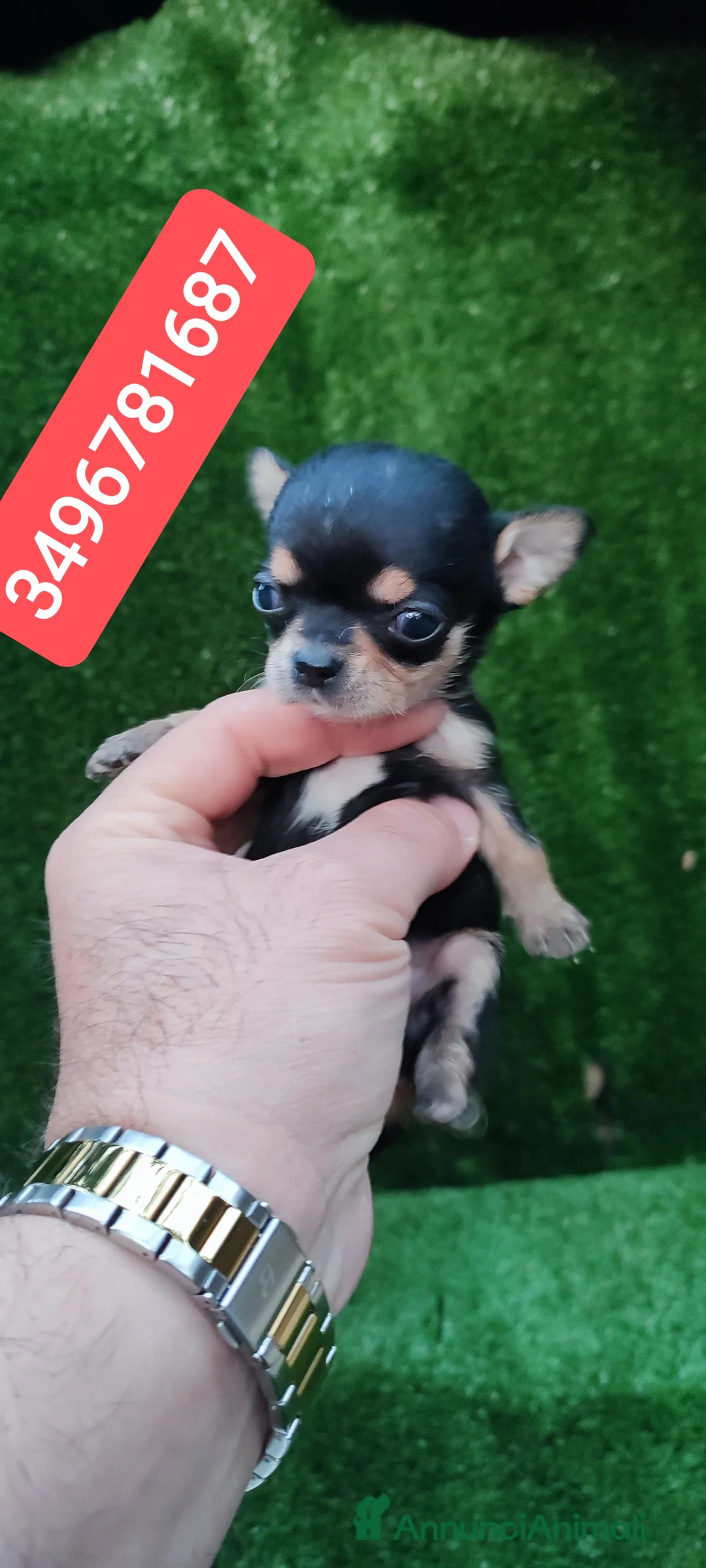Chihuahua cani in vendita: CHIHUAHUA coccolina stupenda  - Annuncio 1