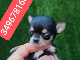 Chihuahua cani CHIHUAHUA coccolina stupenda - Annuncio 3