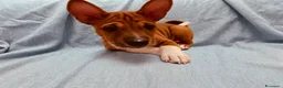 Basenji cani in vendita: Basenji disponibili con pedigree ENCI - Annuncio 4