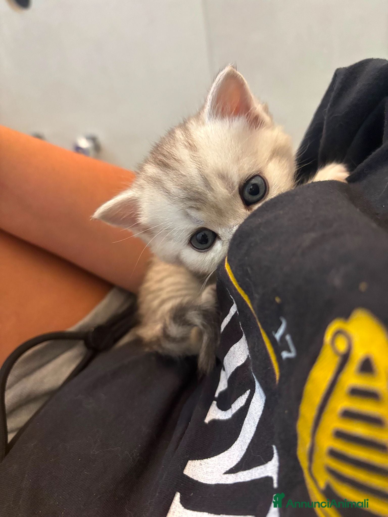 Scottish gatti Bellissimi cuccioli di scottish straight/fold - Annuncio 2