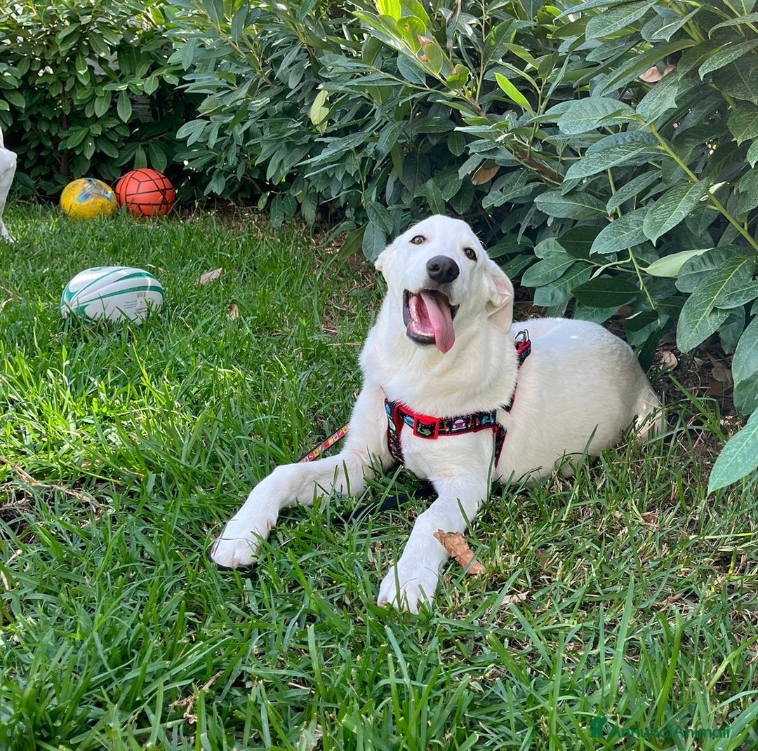 Meticcio cani in regalo: Chase e Rocky meritano di avere una famiglia  - Annuncio 8