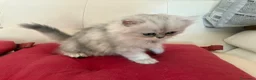Persiano gatti in vendita: Gattini persiani chinchilla maschi  - Annuncio 8