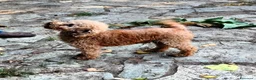 Barboncino Toy cani per accoppiamento: BARBONE TOY FULVO PER ACCOPPIAMENTO CON PEDIGREE  - Annuncio 3