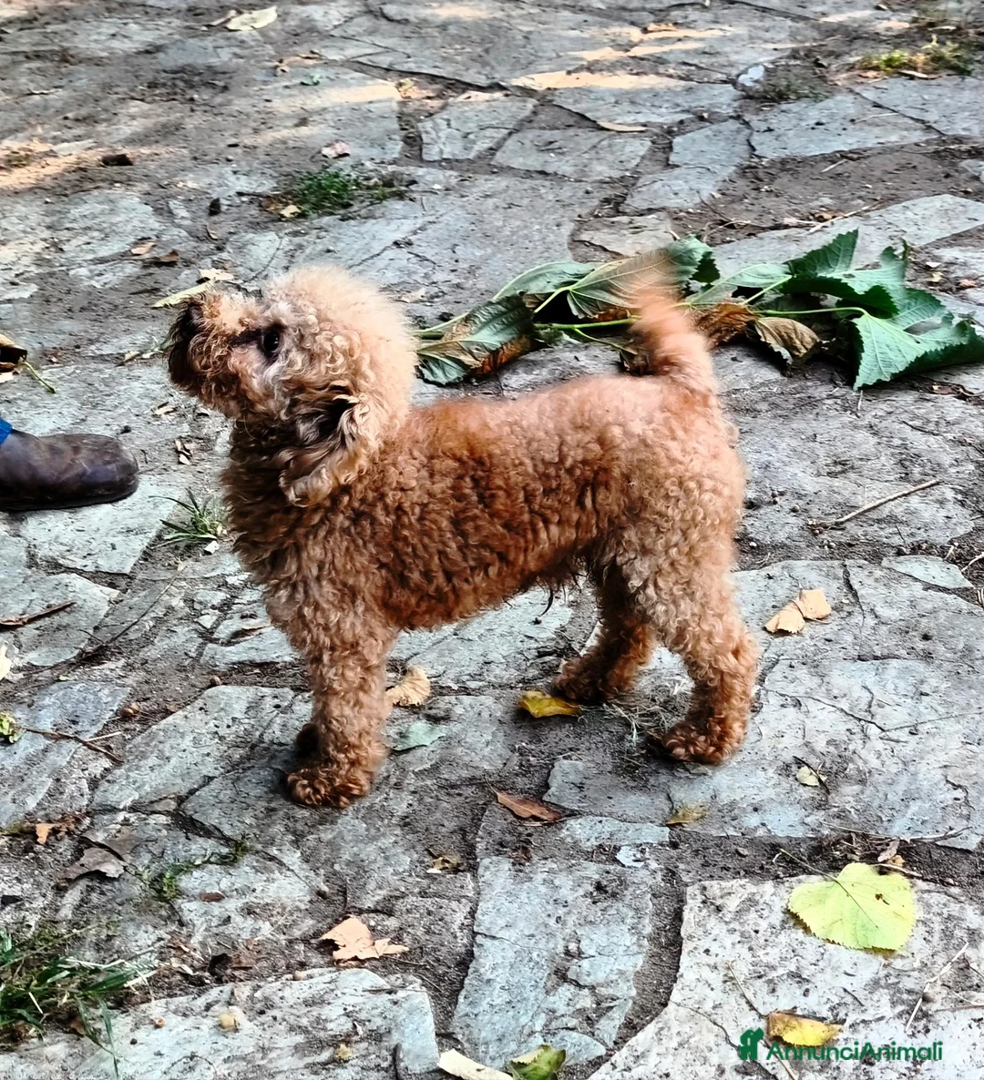Barboncino Toy cani per accoppiamento: BARBONE TOY FULVO PER ACCOPPIAMENTO CON PEDIGREE  - Annuncio 3
