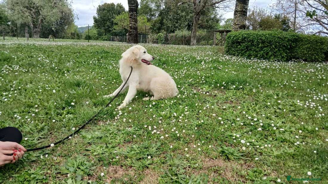 Meticcio cani in regalo: LUCIA STA CERCANDO L'AMORE VERO, IN ADOZIONE - Annuncio 2