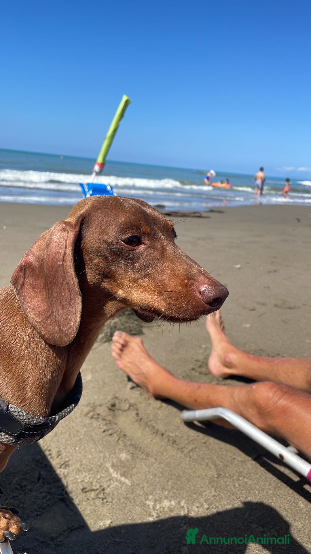 Bassotto cani per accoppiamento: Accoppiamento  - Annuncio 1