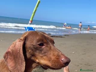 Bassotto cani Accoppiamento - Annuncio 23