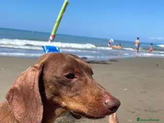 Bassotto cani Accoppiamento - Annuncio 20