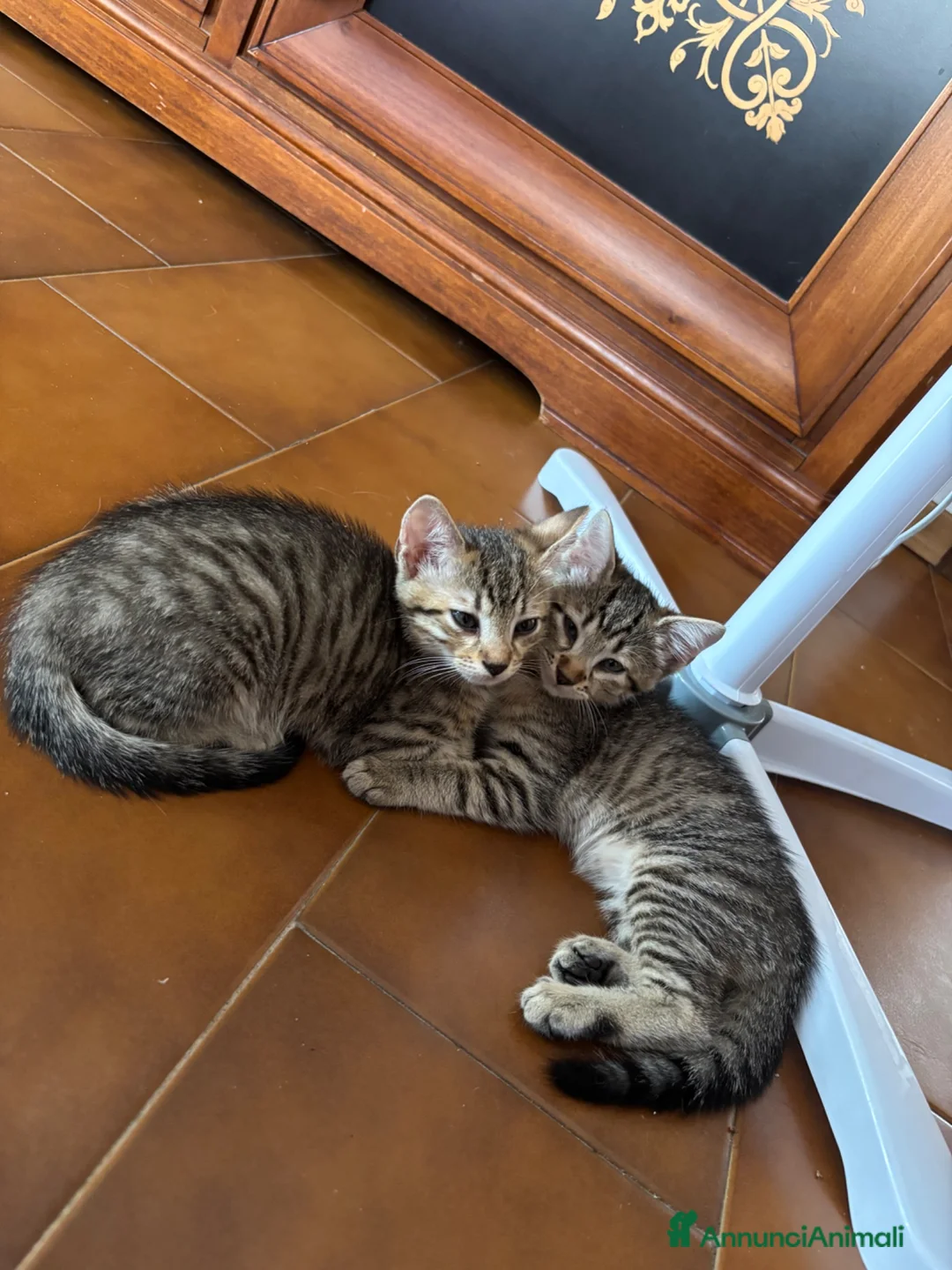 Europeo gatti in regalo: GATTINI - Annuncio 6