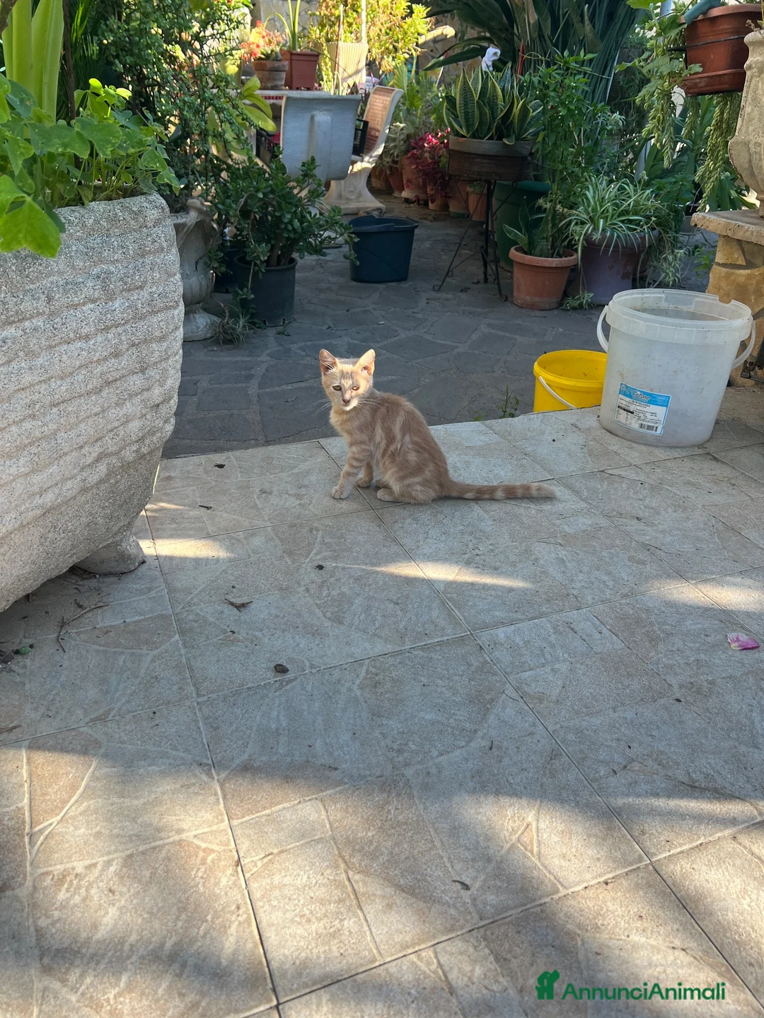 Altre razze gatti in regalo: gattina di 3 mesi rossa cerca casa a Città metropolitana di Roma Capitale - Annuncio 6