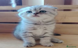 Scottish gatti in vendita: SCOTTISH FOLD E STRAIGHT CON PEDIGREE APERTO a Provincia di Bergamo - Immagine 1