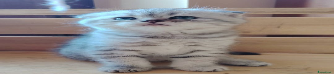 Scottish Gattino 3