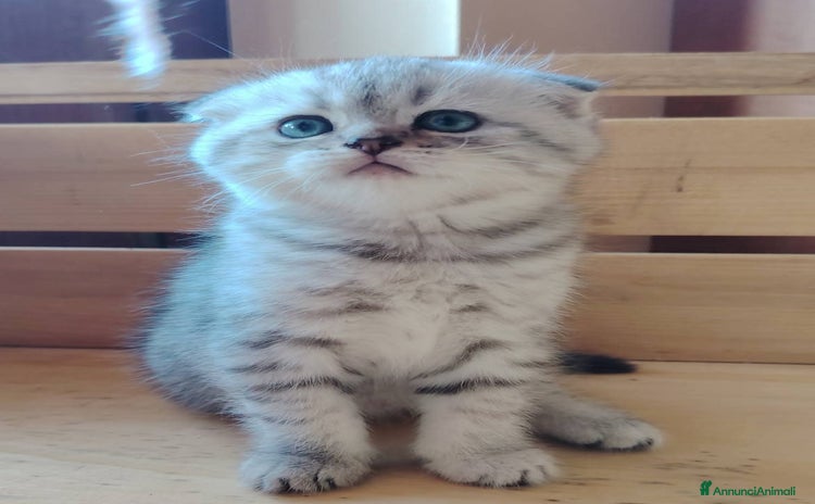 Scottish gatti a Provincia di Bergamo - Annuncio 8