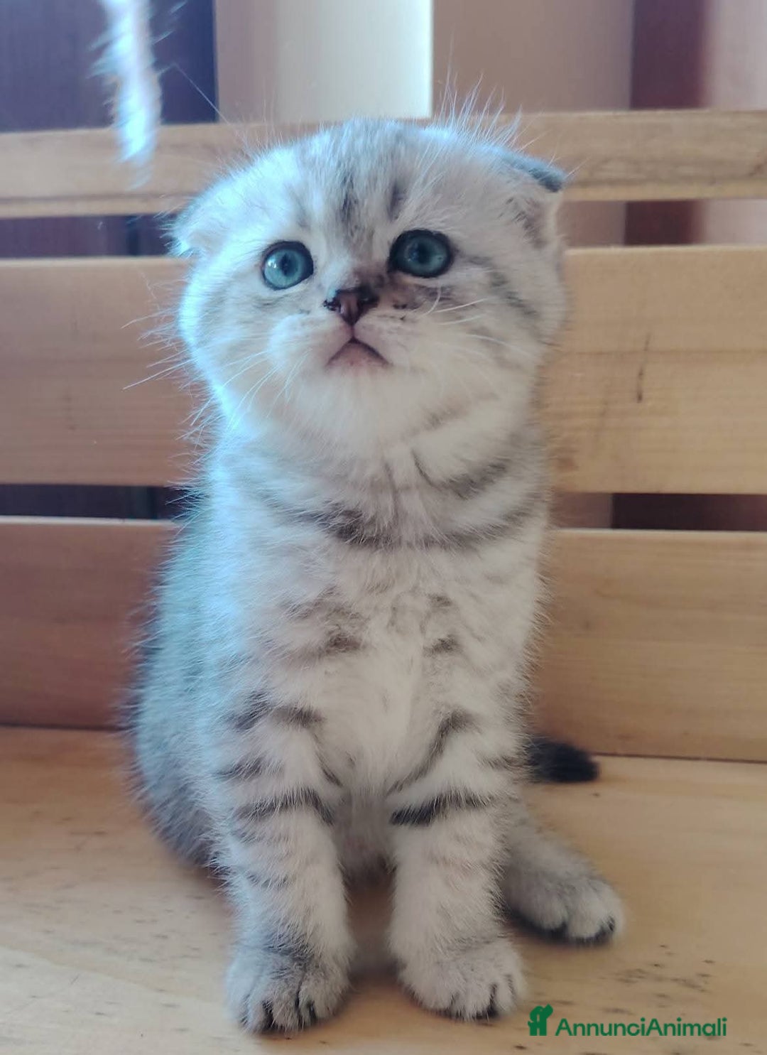 Scottish gatti in vendita: SCOTTISH FOLD E STRAIGHT CON PEDIGREE APERTO a Provincia di Bergamo - Immagine 1
