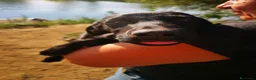 Meticcio cani in regalo: Balù, Iole e Igor - Annuncio 10