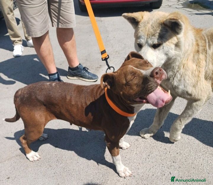 Pitbull cani MARGOT buona ed affettuosa con tutti - Annuncio 1