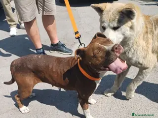 Pitbull cani MARGOT buona ed affettuosa con tutti - Annuncio 1