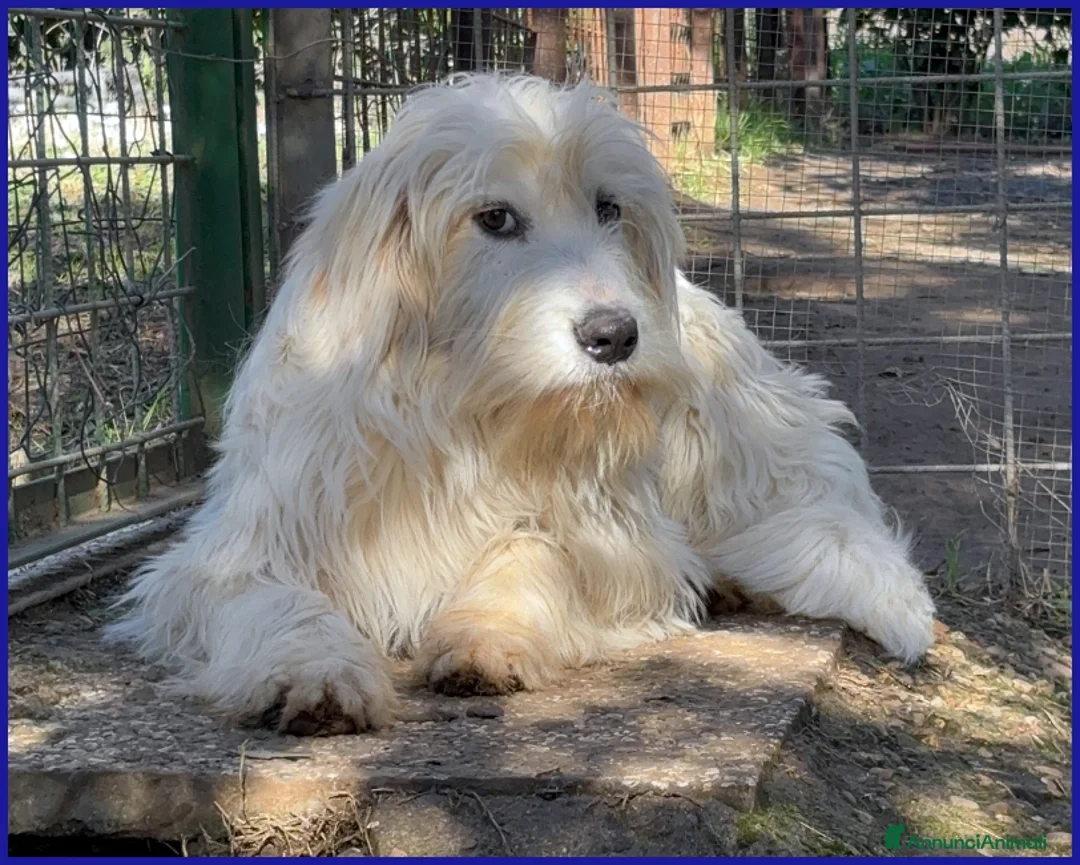 Spinone cani in regalo: PEGGIO CUCCIOLONE SIMIL SPINONCINO CERCA UNA CASA - Annuncio 2
