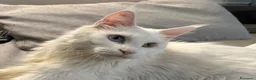 Maine Coon gatti in vendita: Prenotazione cucciole Maine Coon  - Annuncio 3