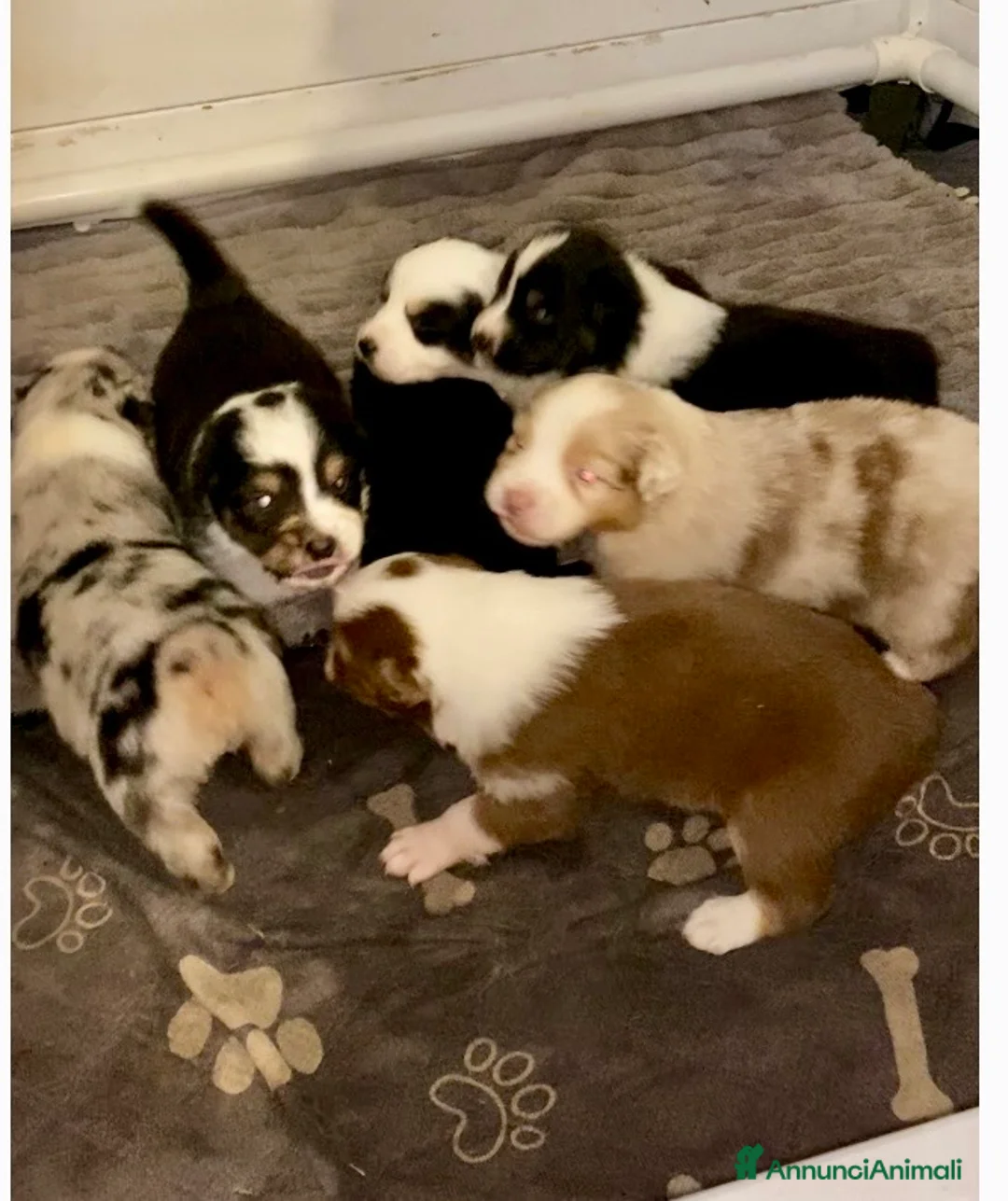 Australian Shepherd cani in vendita: Australian Shepherd pastore Australiano cuccioli - Annuncio 2