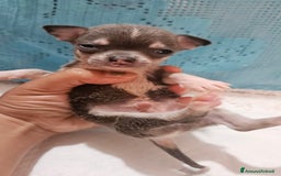 Chihuahua cani in vendita: Chihuahua da Allevamento Cucciolisole  a Provincia di Pisa - Immagine 7