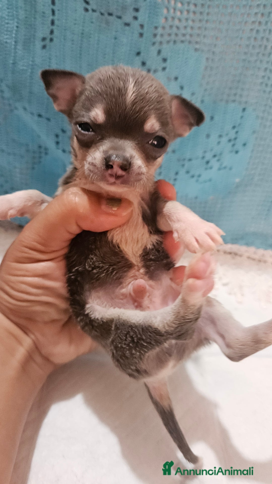 Chihuahua cani in vendita: Chihuahua da Allevamento Cucciolisole  a Provincia di Pisa - Immagine 7