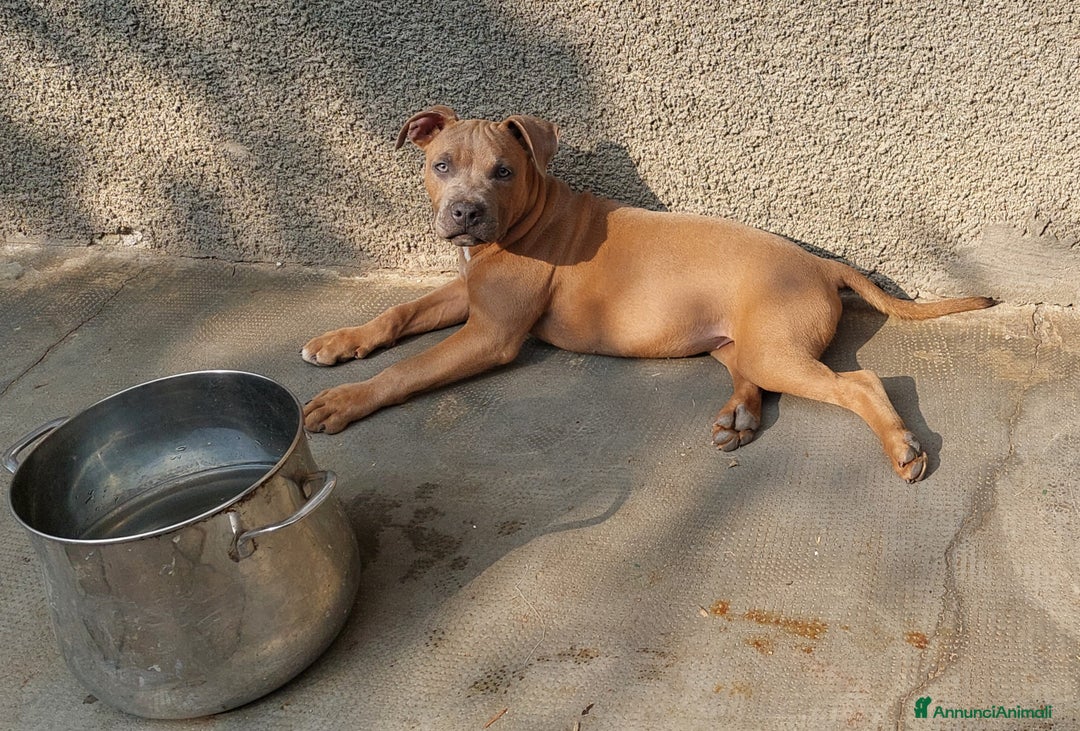 American Bully cani in vendita: Cuccioli American pit bull terrier  - Annuncio 4