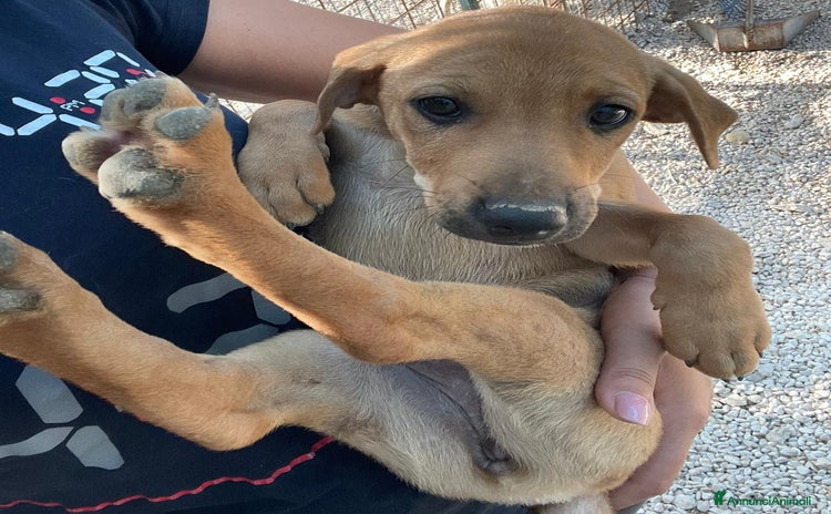Meticcio cani a Provincia di Bergamo - Annuncio 2