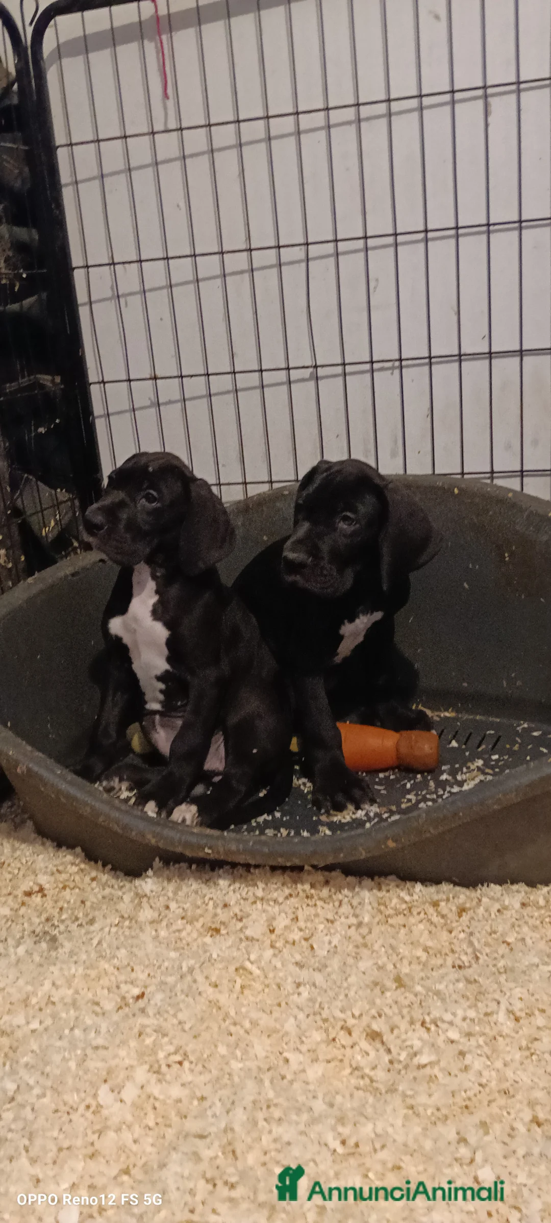 Alano cani in vendita: Cuccioli di Alano nero a Ente di decentramento regionale di Udine - Annuncio 10